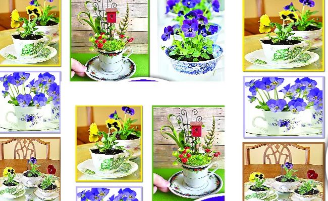 Interior Decor: Beautiful Miniature Garden In Tea Cup - Sakshi