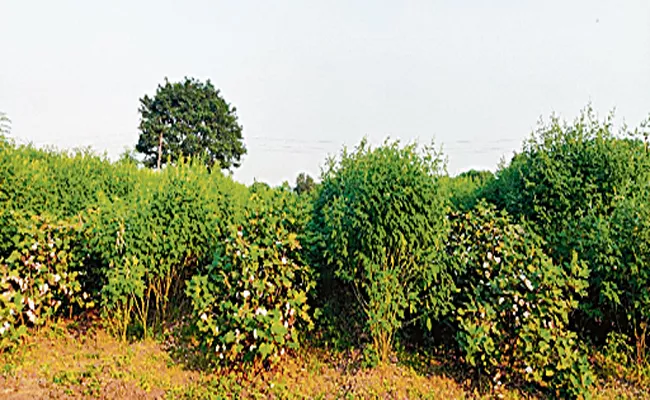 Red Gram Intercropped In Cotton Fields On High Terraces - Sakshi