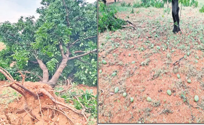 Banana Mango Growers Suffer Massive Losses Due To Rains In Rayachoty - Sakshi