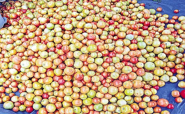 Farmers Aware They Do Not Have Crop At A Time Tomato Prices Rising - Sakshi