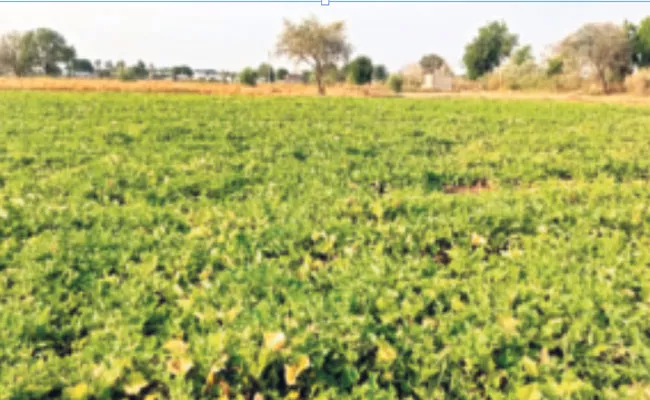 Spinach Cucumber Yields Make More Profit To Farmers Karimnagar - Sakshi