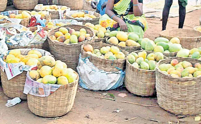 Ulavapadu Mangoes Turn Bitter for Farmers Due To Adverse Weather - Sakshi