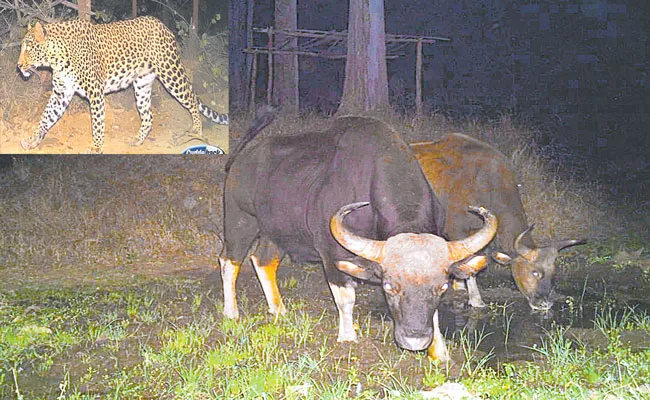 Kawal Tiger Reserve In Forest Area Increased Animals - Sakshi