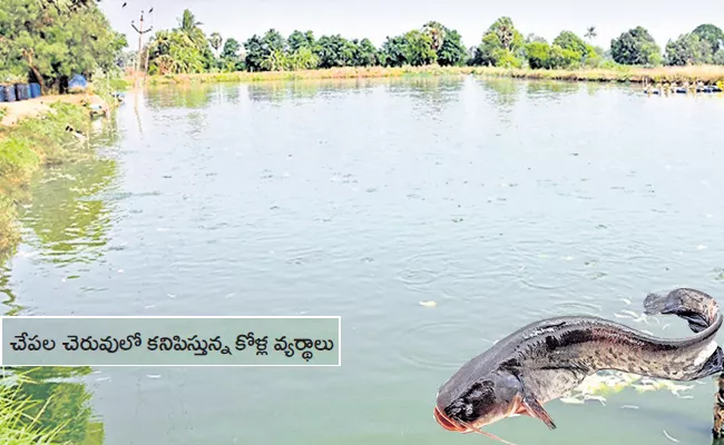 Nellore: Cat Fish Health Issues Rise - Sakshi