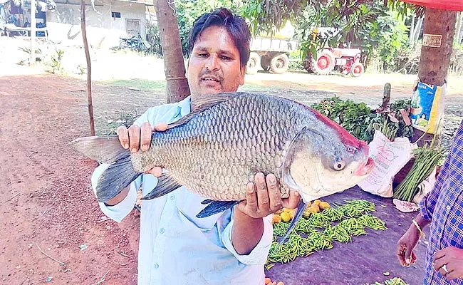 Seven KG Bochu Fish In Konaseema District - Sakshi