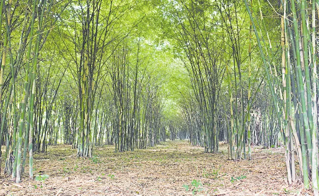 Andhra Pradesh Govt Focus On Bamboo Cultivation - Sakshi