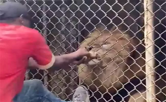 Viral Video Of Lion Rips Off Mans Finger In Jamaica Zoo  - Sakshi