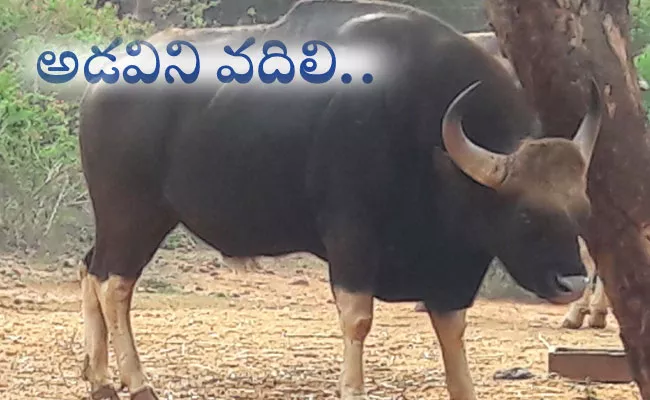 Bisons Coming From Forest to Populated Areas in Alluri Sitarama Raju District - Sakshi