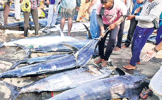 Kommu Konam Fish Sale At High Price In Vizag  - Sakshi