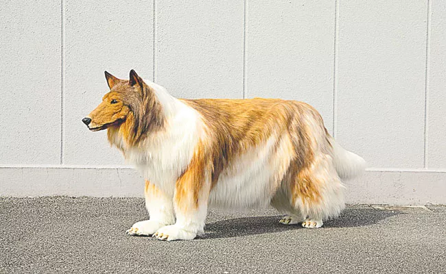 Man Fulfills Dream Of Living As Dog With Ultra Realistic Rough Collie Costume - Sakshi