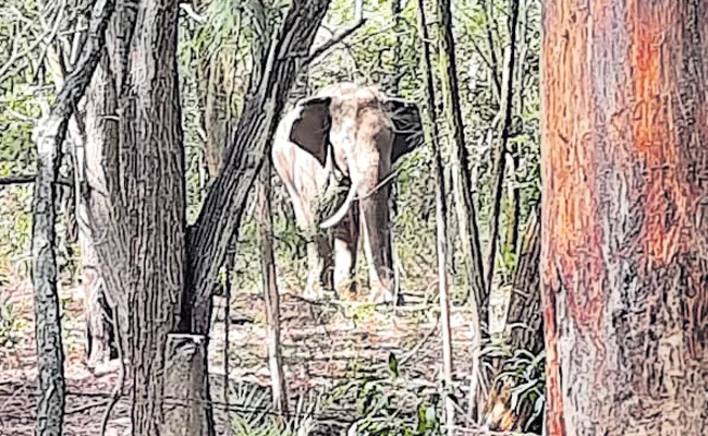 Elephants group sensation near Parveta Mandapam - Sakshi