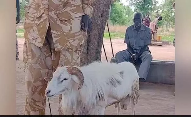 South Sudan Sentenced Sheep Jail For Three Years Killing A Woman - Sakshi