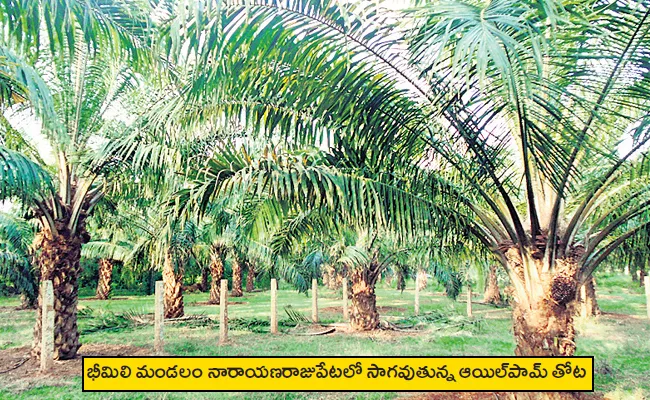 Sagubadi: Bheemili Farmers Interest In Oil Palm Farming Why - Sakshi