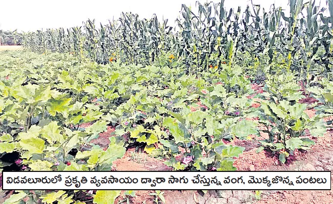 Mostly Organic Farming In PSR Nellore District - Sakshi