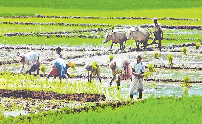 Department of Agriculture expects good yields with kharif cultivation - Sakshi