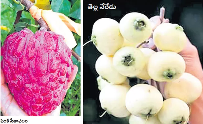 Kakinada: Special Story On Colorful Fruits - Sakshi