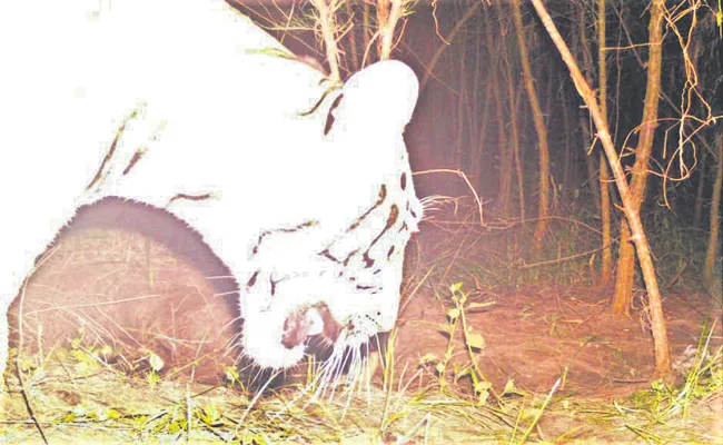 Forest Department officials on Tiger Wandering Andhra Pradesh - Sakshi