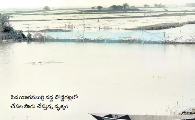 Kolleru Doddigattu Become Illegal Ponds In Join West Godavari District - Sakshi