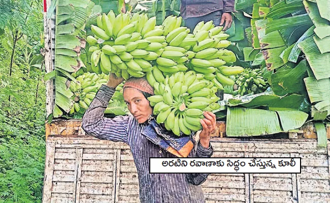 Happiness Among Farmers With Banana Cultivation In Annamayya District - Sakshi