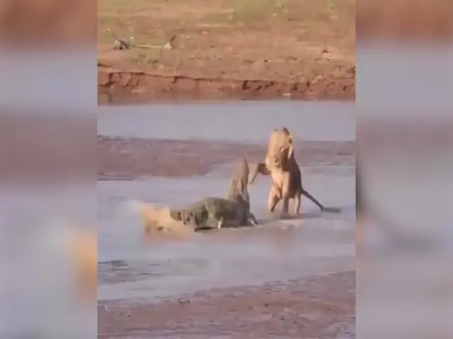 Viral Video: Crocodile Fights It Out In Fierce Battle With Three Lions