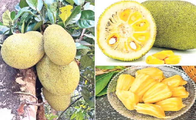 Jack Fruit: Demand For Ambajipeta Panasa Fruit In Konaseema District - Sakshi