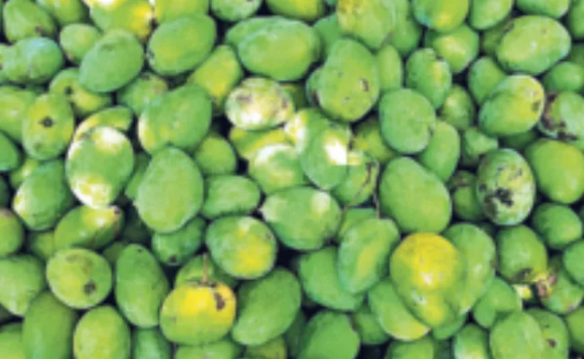 Srikakulam Mangoes Huge Demand In Foreign Countries - Sakshi