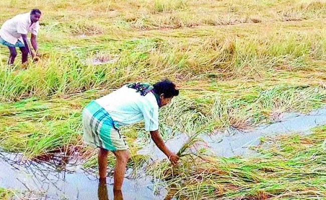 Unseasonal Rains Heavily Damaged Telangana 2022 - Sakshi