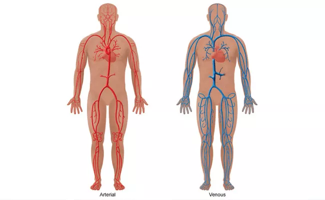 Good Vascular System And Diseases Precautions Medical Remedies In Telugu - Sakshi