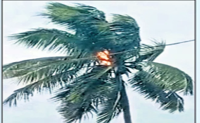 Coconut Tree Gutted In Fire By Lightning Strike In Nakkapalli - Sakshi