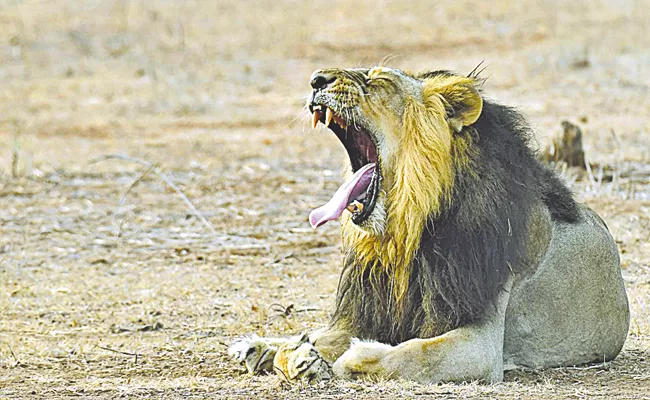 TRS MP J Santosh Kumar Visits Gir National Park in Gujarat, Takes Picture Of Lion - Sakshi