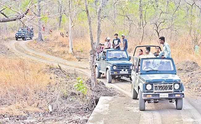 Telangana Adilabad Tiger Safari Photographer - Sakshi