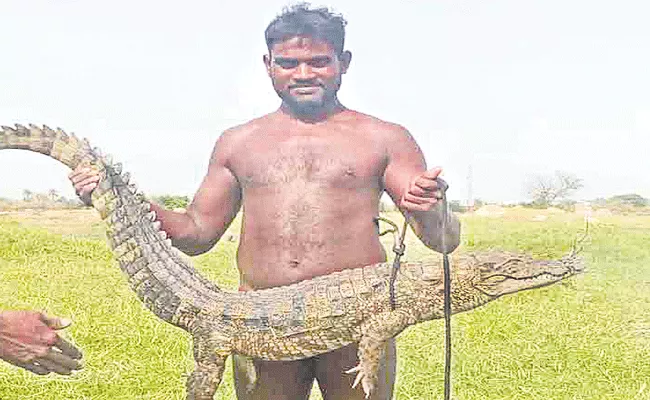 Crocodile Caught In Fishing Net In Jagtial District - Sakshi