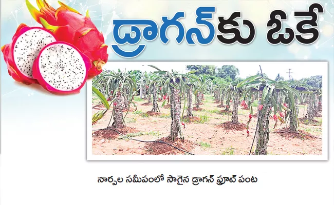 Cultivation Of  Dragon Fruit Into Dry land Horticulture - Sakshi