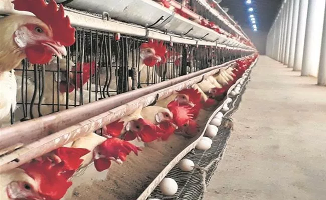 Summer Season: Poultry Industry In Crisis With High Temperature - Sakshi