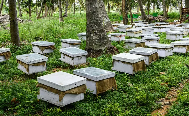 Unemployed Youth Focus On Bee Keeping In East Godavari District - Sakshi