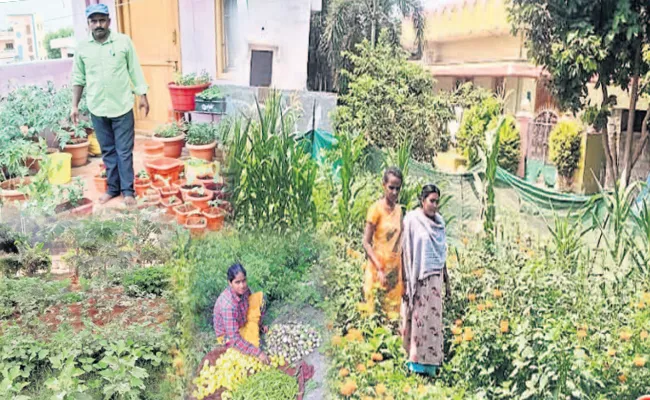 Kitchen Gardens In Empty Spaces - Sakshi