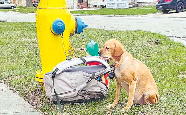 Wisconsin Dog Found Tied To Fire Hydrant With Note And Backpack Gets Adopted - Sakshi