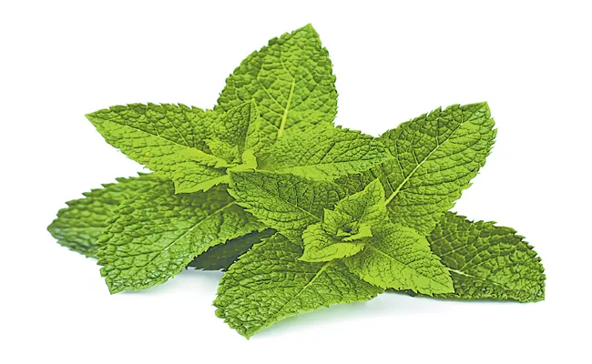 Mint The Treasure Of Medicine - Sakshi