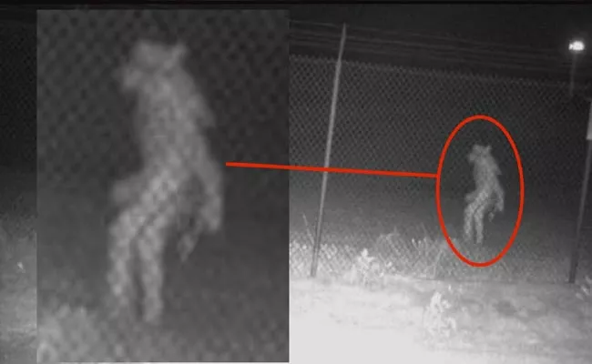 Mysterious Image Caught On Camera At Texas Zoo - Sakshi