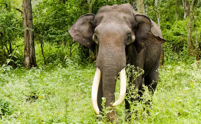 Husband Soul Revenge: Elephant Kills Odisha Woman Later Her Corpse - Sakshi