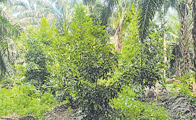 Nutmeg and mace Cultivation in organic farming method - Sakshi