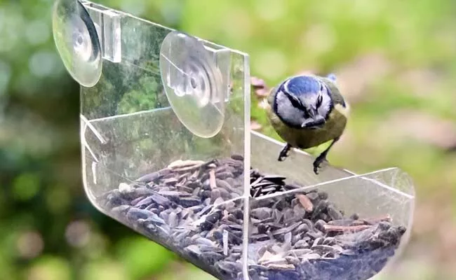 US Man Arrested Three Times For Feeding Trays For Birds Goes Viral - Sakshi