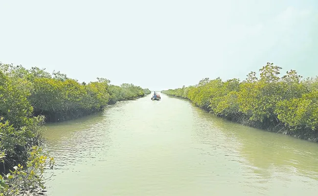 Mangrove forests Andhra Pradesh Krishna District Nagaya Lanka - Sakshi