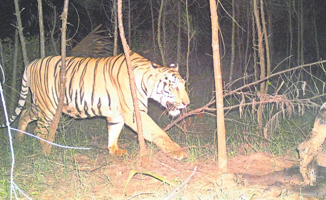 A study of a roaming tiger in Prathipadu area Andhra Pradesh - Sakshi