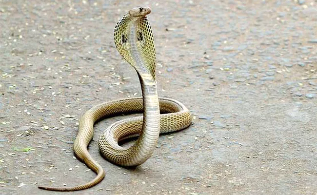 Snakes Role Important for Ecosystem, Say Experts - Sakshi