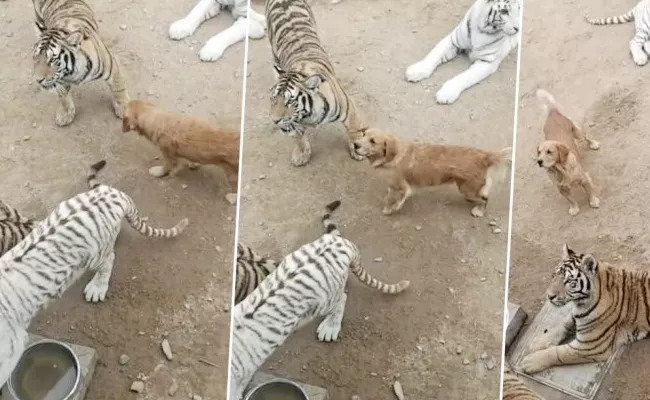 Fearless Dog Wandering Tigers Group Video Viral - Sakshi