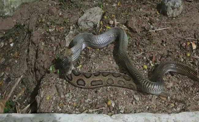 Snake Swallow Snake in Visakhapatnam District - Sakshi