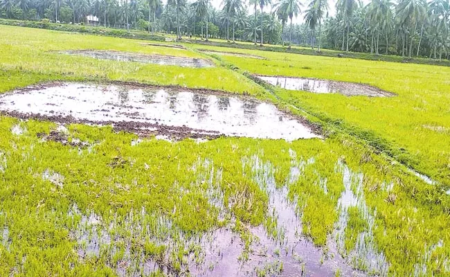 Farmers Preparing For Cultivation In Konaseema - Sakshi