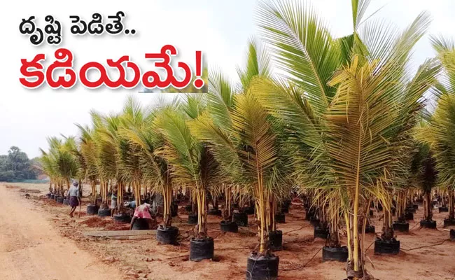 Plant Nurseries in West Godavari District: Nurseries Accreditation - Sakshi