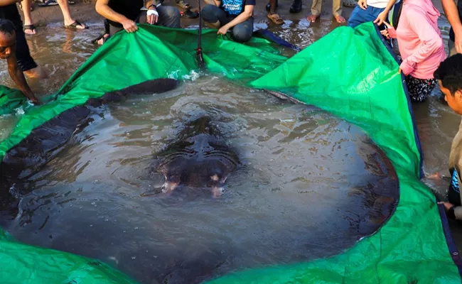 World Largest Freshwater Fish Found Cambodia Mekong River - Sakshi